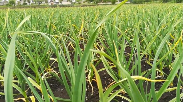 Генерал,что там твой чеснок? смотреть онлайн