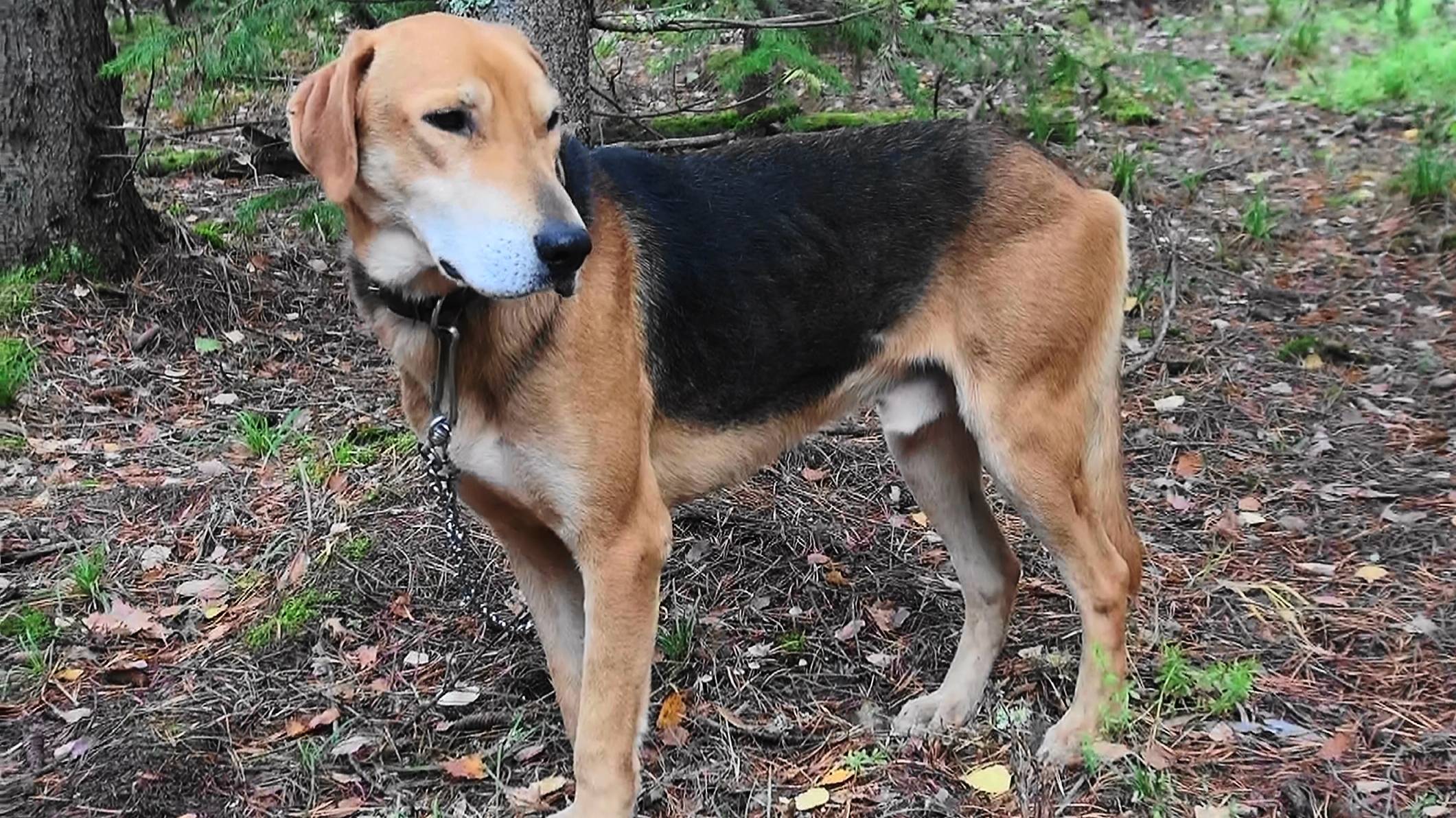 Вечерний зайчик . Русская гончая п/ч СИГНАЛ (Плакуня) вл. Шатров В.А.#охотасгончей #топ #hunting смотреть онлайн