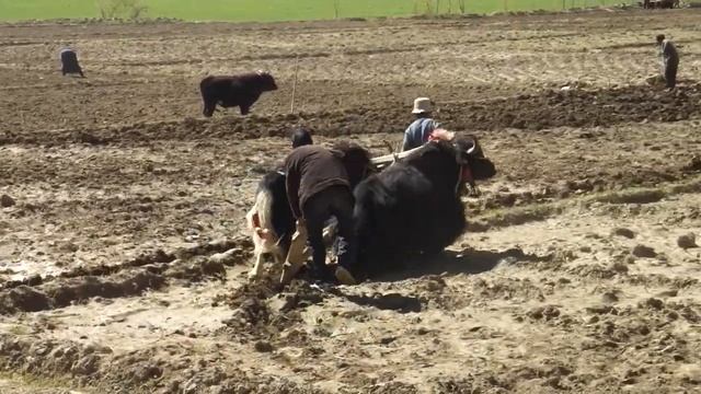 Пахота Тибет май 2011 смотреть онлайн