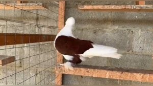 Краснодарские бойные бокатые голуби 🕊️🤍