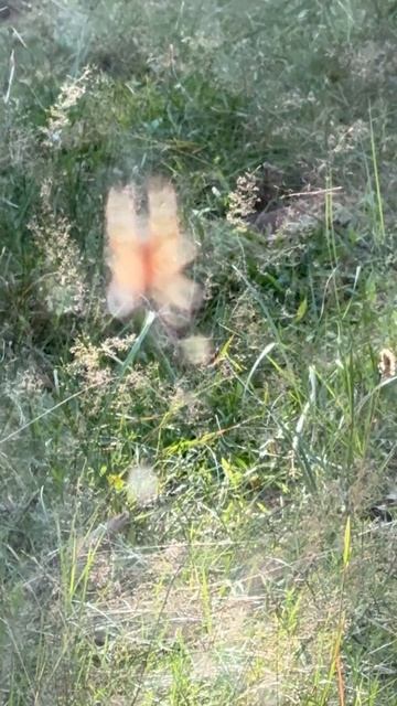 паутина с паучком. #birds #nature #wildlife