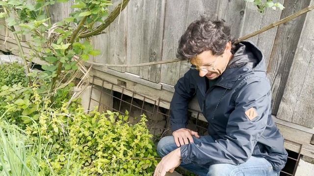 Rundgang im Naturgarten - Bienen, Hummeln & Schmetterlinge lieben diese Pflanzen im Mai! смотреть онлайн