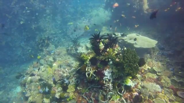 Komodo Diving Trip 2016 смотреть онлайн