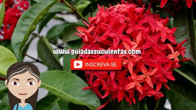 Ixora Rei: Saiba Tudo Sobre Essa Planta