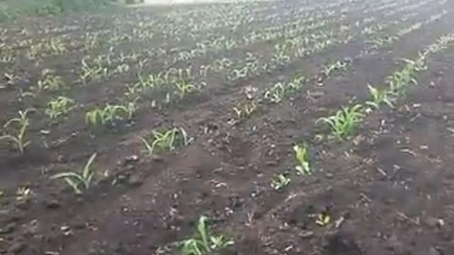 Китайська дискова сівалка. Висів кукурудзи на один метер. смотреть онлайн