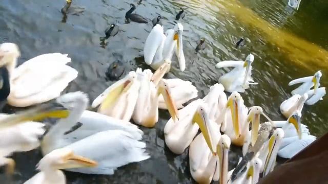 Машинки робокары и Маша Капуки - сборник для детей. смотреть онлайн