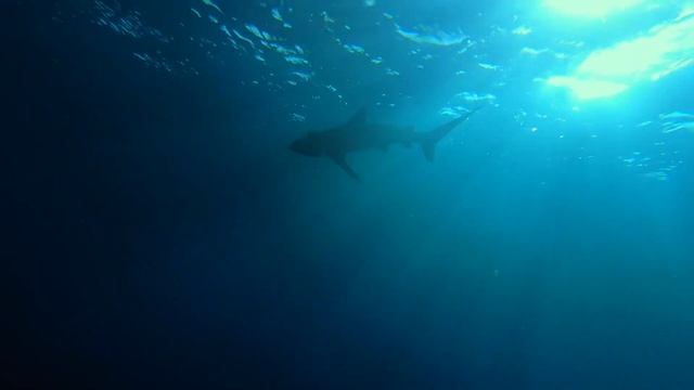 Safari Diving in Egypt 2021 смотреть онлайн