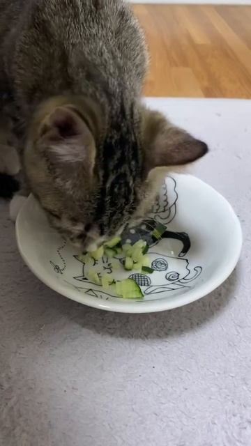 Кот ест огурцы 🥒 смотреть онлайн