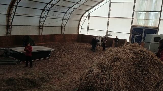 Витязи трен Падение с лошади 2 смотреть онлайн