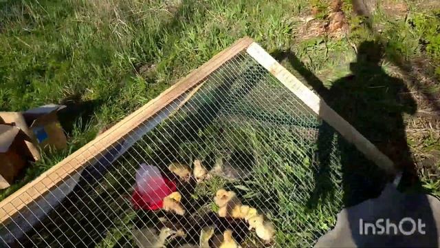 Птичий трактор или выгул для цыплят