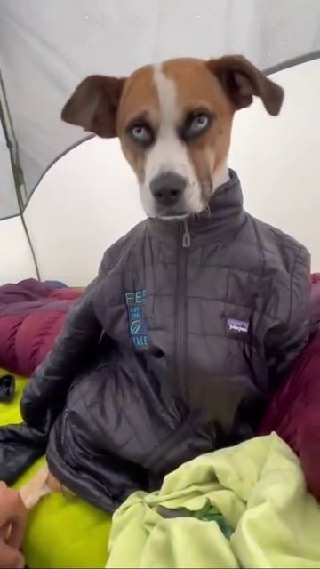 Как разочаровать свою собаку в походе? Проснуться в затопленной палатке смотреть онлайн