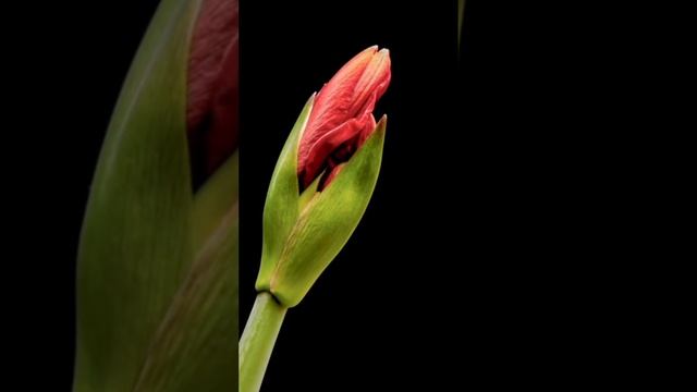 Женская душаlv_0_20250221202424