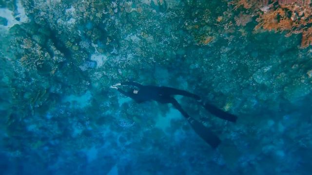 Freediving the Red Sea смотреть онлайн
