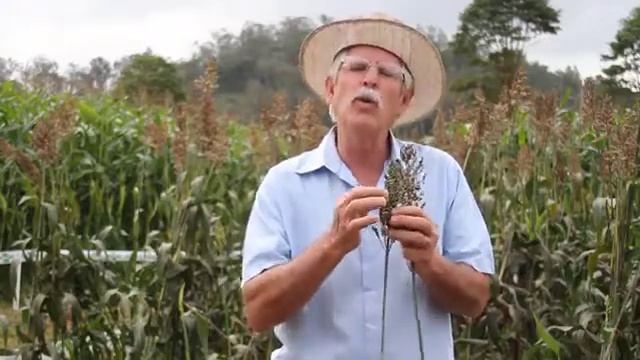 características do Sorgo смотреть онлайн
