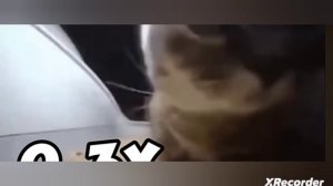 ЧИПИ ЧИПИ ЧАПА ЧАПА НА РАЗНЫХ СКОРОСТЯХ!