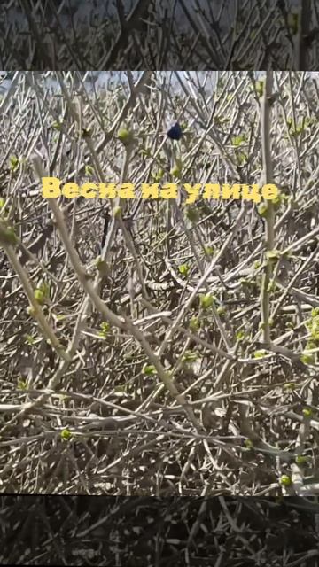 Весна на улице. смотреть онлайн