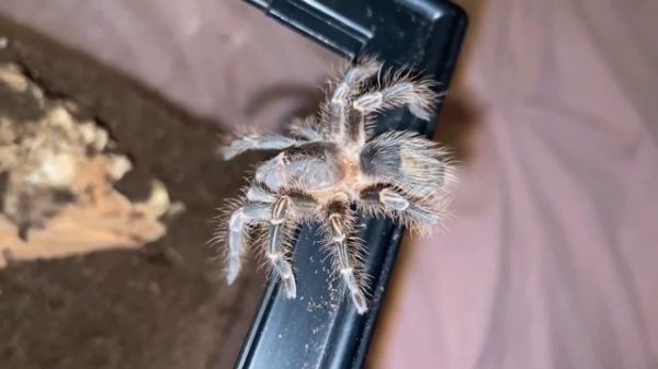 Grammostola pulchripes