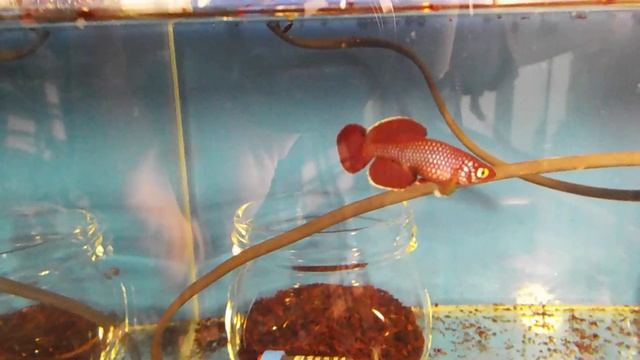 Killifish. Nothobranchius korthausae Mafia island TZN 08-04 смотреть онлайн