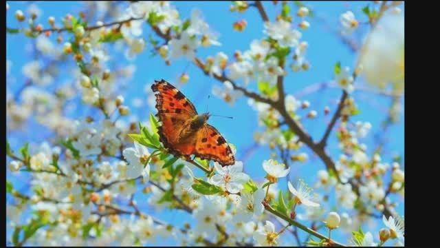Весна. Александр Глазунов смотреть онлайн