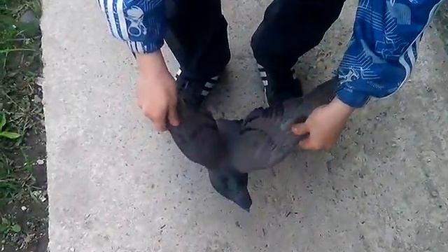 Пойманый ручной голубь смотреть онлайн