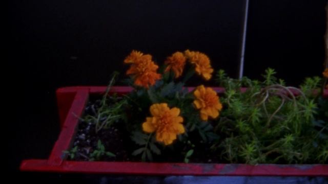 Vision3 50 Camera Test Roll (Re-Grade смотреть онлайн