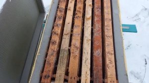 Зимовка в шести рамочных ульях из ППС.