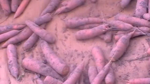 Наш огород в сентябре 17 года: морковка, огурцы, перцы, земляника... смотреть онлайн