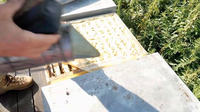 Як готуємо сім'ї до зими. Робота з гніздовий корпусом. 25. 08.23 смотреть онлайн