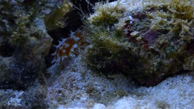 holothuria hilla s'alimente partie 2 смотреть онлайн