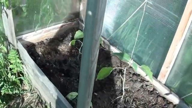 Баклажаны все посажены смотреть онлайн