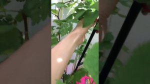 Малина на балконе 2019