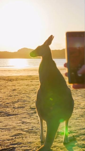 POV: you open my Camera roll. #photography #travel #australia #newzealand #viral #fypage #newshorts смотреть онлайн