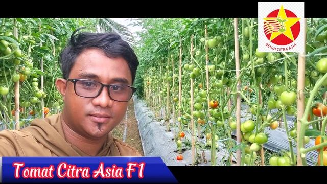 Tomat Citra Asia F1 Harga Terjangkau Hasil Memukau смотреть онлайн