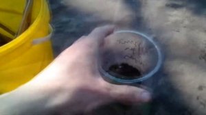 Чубуки винограда дал корни в воде когда посадить в землю ч. 2