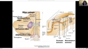 MOVEMENT PHYSIOLOGY_russian