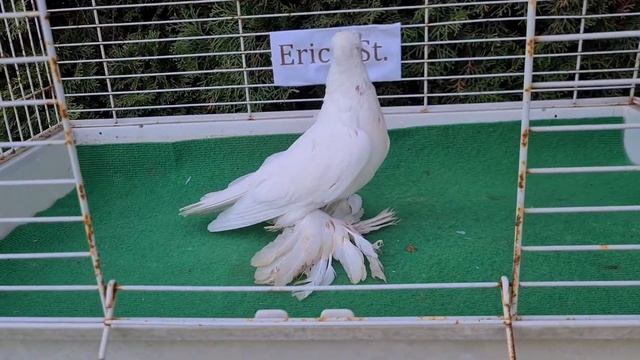 -Erich Taube- (Germany) usbekische Tauben 2022-4 УЗБЕКСКИЕ ГОЛУБИ смотреть онлайн