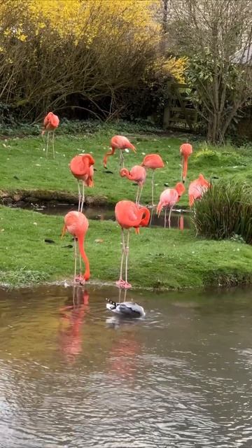 Red Flamingo | Birdland | Bourton-on-the-Water | Cotswolds | England