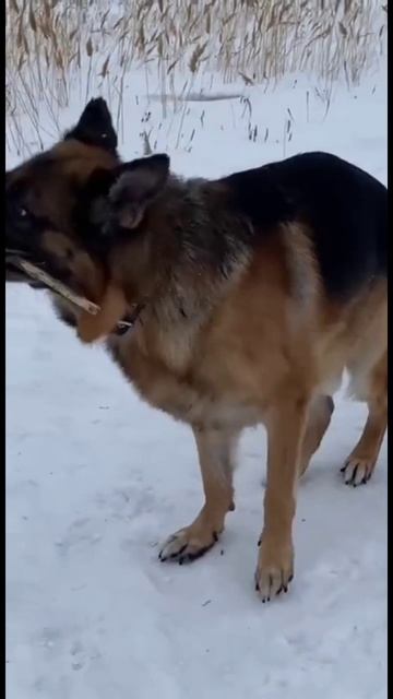 Моя собака. смотреть онлайн