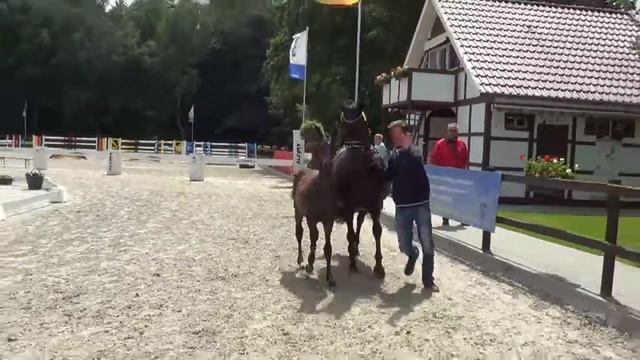 De Martino Florencio Stutfohlen смотреть онлайн