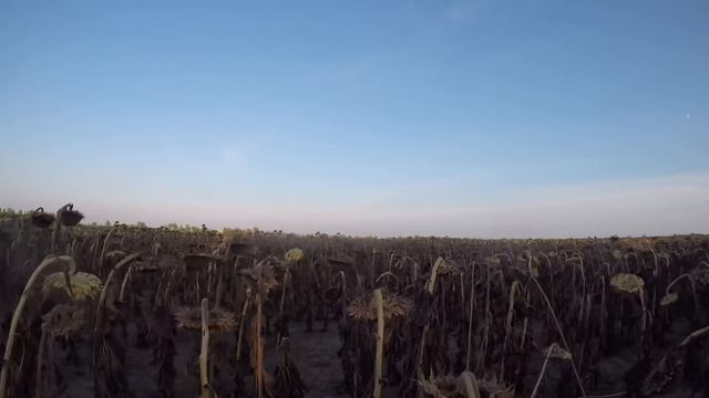 НАЧАЛИ СЕЯТЬ НЕ ДОЖДАВШИСЬ ДОЖДЯ смотреть онлайн