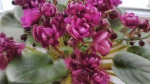 Представляю свои мини сорта фиалок.