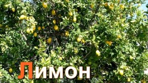 Азбука для детей. Учим буквы.  Буква Л