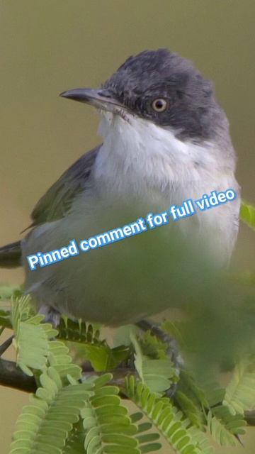 western orphean warbler دخلة البساتين الشرقية#subscribe #share #like смотреть онлайн