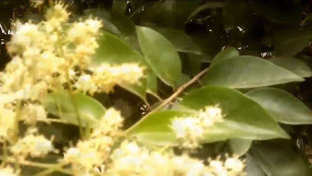 Видеооткрытки и зарисовки Рыжей кошки - смотреть онлайн