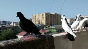 Голуби Баку 🕊️🇦🇿🕊️