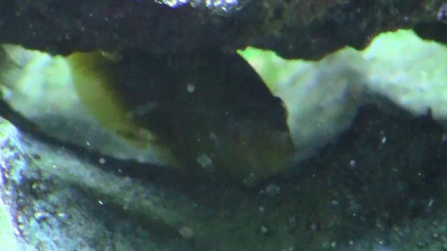 Canon Vixia HF M30 camcorder Video Demo Footage of fish tank смотреть онлайн