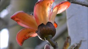 Bombax Ceiba / Бомбакс капоковый