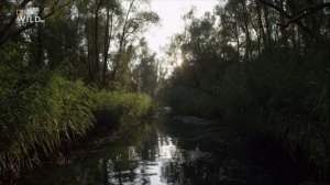 Новая дикая природа Европы 4 серия «Европейская Амазонка» (документальный сериал, 2020)