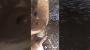 замена шарнира рулевой тяги Газель