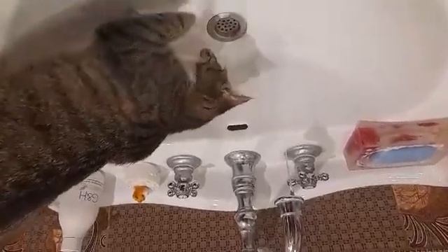 кошка сантехник смотреть онлайн